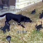 黒猫に魔法陣を組まれた犬、完全に動けなくなる