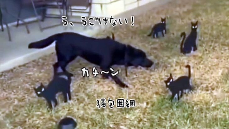 黒猫に魔法陣を組まれた犬、完全に動けなくなる