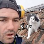 うちの猫も反応しただとぅ！猫の鳴きまねが上手い男性に翻弄される猫（要音声）