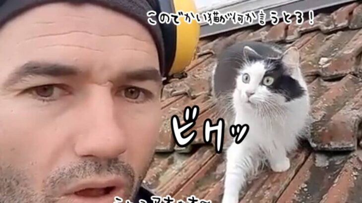 うちの猫も反応しただとぅ！猫の鳴きまねが上手い男性に翻弄される猫（要音声）