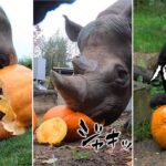 大型動物たちがカボチャを粉砕してパクつく、動物園のハッピーハロウィン