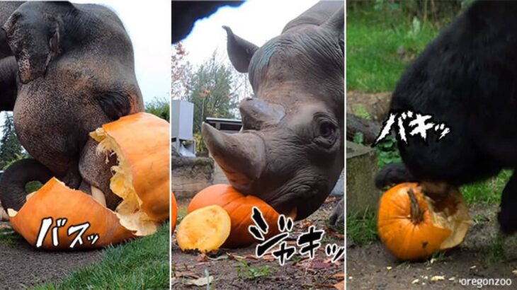 大型動物たちがカボチャを粉砕してパクつく、動物園のハッピーハロウィン