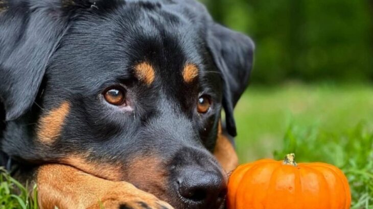 ボクの大切な親友はかぼちゃ。子犬の時にもらったかぼちゃに愛情を示し、どこに行くにも一緒