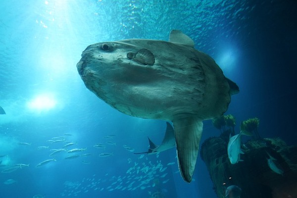 【画像】Twitter民「助けて！浜辺にマンボウが打ちあがってるの！どうしたらいいの？！」→