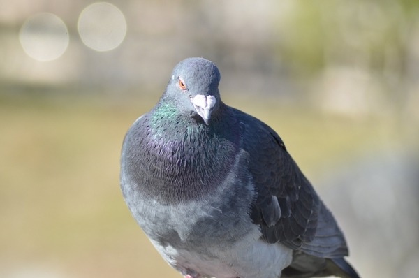 【画像】鳥「はぁはぁ…めっちゃ高度な知能で複雑な巣を作ったぞ！」ハト「まぁこんなもんでええやろｗ」