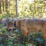 果物もいけるくちです。オオカミたちがブルーベリーを食べる珍しい映像