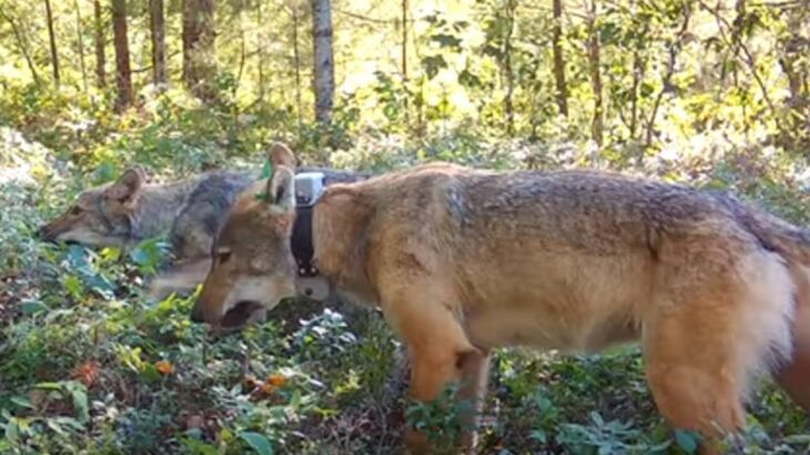 果物もいけるくちです。オオカミたちがブルーベリーを食べる珍しい映像