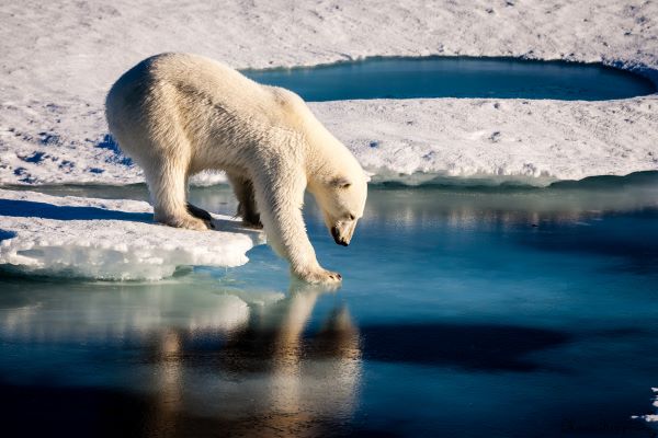 世界「CO2排出やめろ、このままじゃ取り返しつかんぞ」愚衆「地球はでっかいから大丈夫やろw」→結果・・・