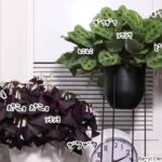 植物の生きてる感が凄い！24時間でどれだけ動いているのかがわかるタイムラプス映像