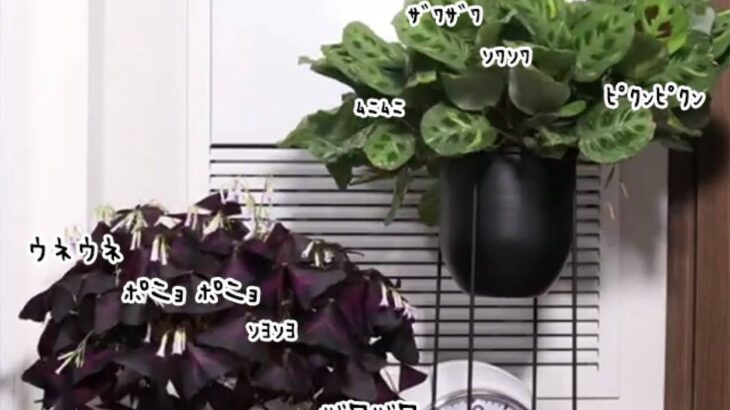 植物の生きてる感が凄い！24時間でどれだけ動いているのかがわかるタイムラプス映像