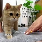 こね方が足りん！人間にふみふみを指南する猫