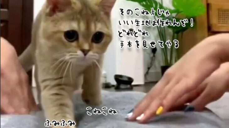 こね方が足りん！人間にふみふみを指南する猫