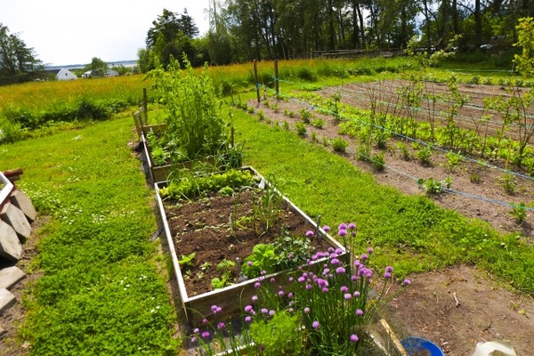 【画像】ワイ家の放置してる畑、謎の野菜が生える・・・