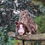 馬を狩ったど～！フクロウが馬をくわえて自慢げに飛び回る、おもちゃだけど