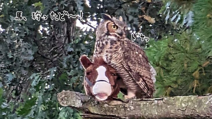 馬を狩ったど～！フクロウが馬をくわえて自慢げに飛び回る、おもちゃだけど