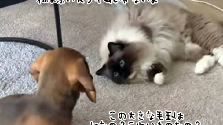 猫は悪いスライムじゃないよ。新たに家族となった子犬に近づき、親愛の証を見せる猫