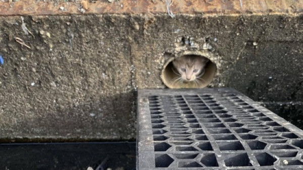 【画像】排水溝に猫詰まってたから引っこ抜いた・・・。