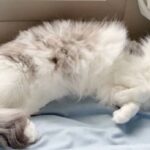 わんにゃん兄弟「兄ちゃんのケチ！」長男猫はいつだってボス。弟犬と弟猫がいつか勝てる日が来るのだろうか