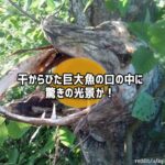 木の枝に引っ掛かったままミイラ化した巨大魚の口の中に驚きの光景が！