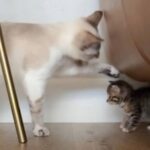 おうちに子猫がやって来た！さて先住猫ボーイの反応はというと、大歓迎モードだったみたいだ