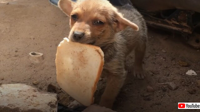 助けてくれてありがとう。お礼に唯一のパン切れを人間に差し出した犬