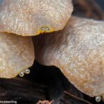 餅菓子みたいだろ？でもこれ生き物なんだぜ。2つ並んだつぶらな目玉がかわいい「アシヒダナメクジ」