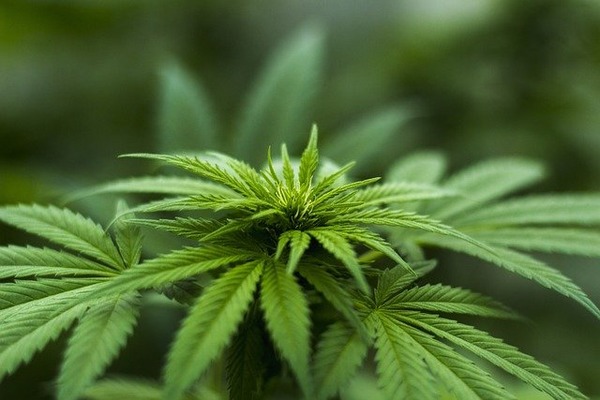 【悲報】医療用大麻、解禁されてしまう【ガチ】