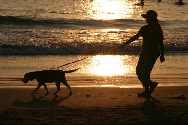 【悲報】ワイのイッヌ、生後6ヶ月にして子犬の可愛さが消え無事獣へ……(画像ｱﾘ)