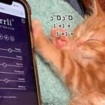 猫のゴロゴロ音で癒されよう！猫のゴロゴロ音を堪能できる無料サウンドアプリ