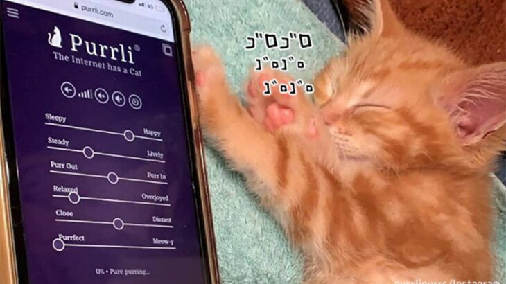 猫のゴロゴロ音で癒されよう！猫のゴロゴロ音を堪能できる無料サウンドアプリ