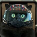 猫が『トップガン・マーヴェリック』に友情出演。違和感なく溶け込みすぎている件