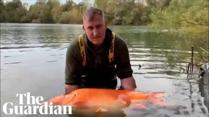 【巨大生物】30キロの巨大金魚がフランスの湖で釣り上げられる！（動画あり）