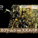 オオスズメバチとカブトムシ、ガチで戦った結果・・・(動画ｱﾘ)