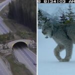 野生動物たちが安全に高速道路を渡るための橋は世界各国に設置され、効果を収めている