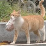 野良猫のお母さん「テイクアウトにしてほしいニャ！」と、ご飯をビニールに入れて持ち帰る