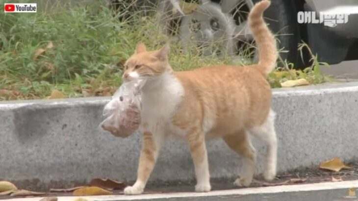 野良猫のお母さん「テイクアウトにしてほしいニャ！」と、ご飯をビニールに入れて持ち帰る