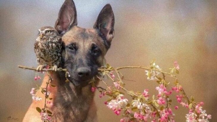 フクロウと愛犬と森の狐。秋の夜長、穏やかで幻想的な時間を楽しむ写真集