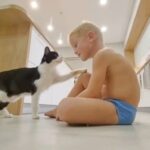 弟がもうすぐ6歳になるニャ！保護猫プーシクくん、大きくなった弟くんにすりすりスキンシップ大爆発