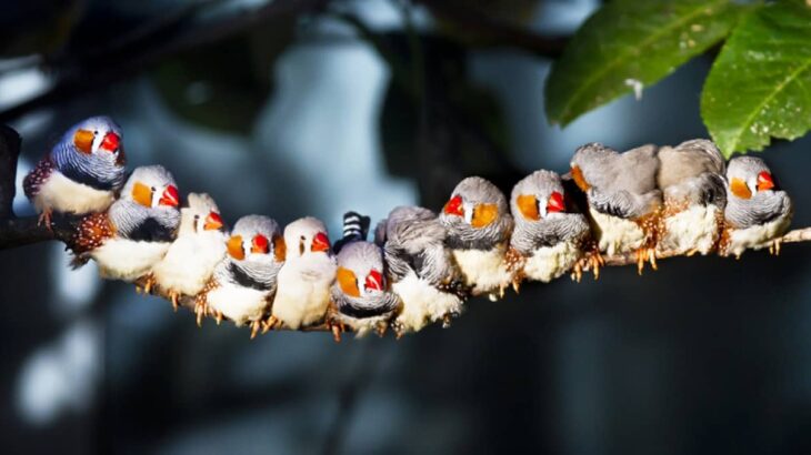 鳥に出会うと最大8時間、心の健康が向上するという研究結果