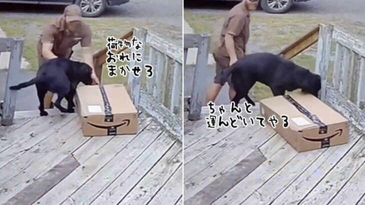 荷物か？オレに任せろ。おりこうな犬かと思いきや、任せた配達員に絶望が訪れる