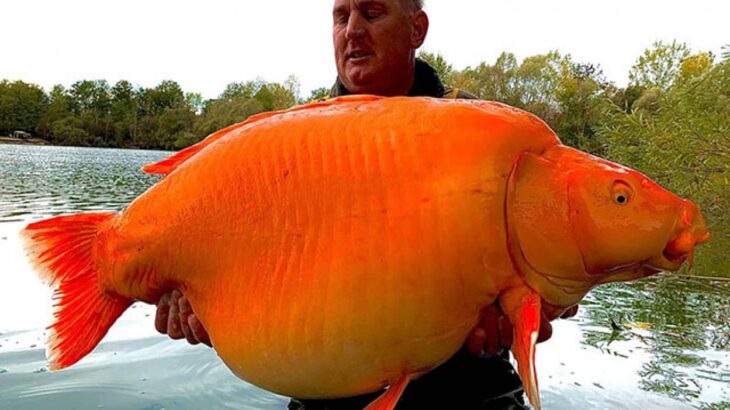 どでかっ！フランスで30キロの鯉の交配種が釣り上げられる