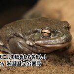 ヒキガエルを舐めるな！米国国立公園局が警告、ヒギガエルハイを求める人続出中