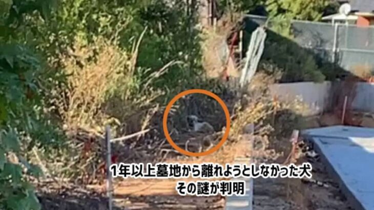 1年以上墓地から離れようとしなかった犬、迷子になって飼い主が迎えに来るのを待っていた