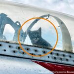 母猫が展示飛行機の中で子猫をこっそり出産。コックピットから顔を出す子猫がパイロット風