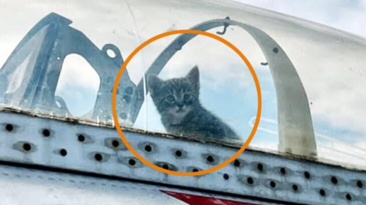 母猫が展示飛行機の中で子猫をこっそり出産。コックピットから顔を出す子猫がパイロット風