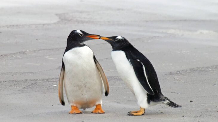 ペンギンは死ぬまで同じ相手を愛し続ける「一夫一妻制」と言われているが本当なのか？実は結構複雑だった