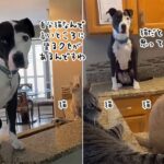 自分を完全に猫だと思っている犬。高いところにのぼりがち