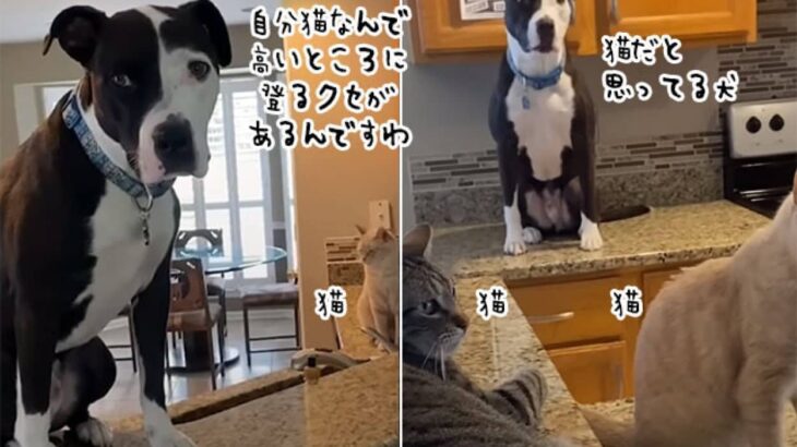 自分を完全に猫だと思っている犬。高いところにのぼりがち