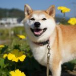 神様「柴犬を5年間飼ってから山奥に捨てたら5000万円あげるぞ！」→