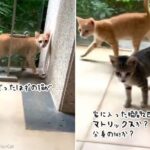 ニャトリックス？分身の術？1匹だったはずの猫が突如2匹に！